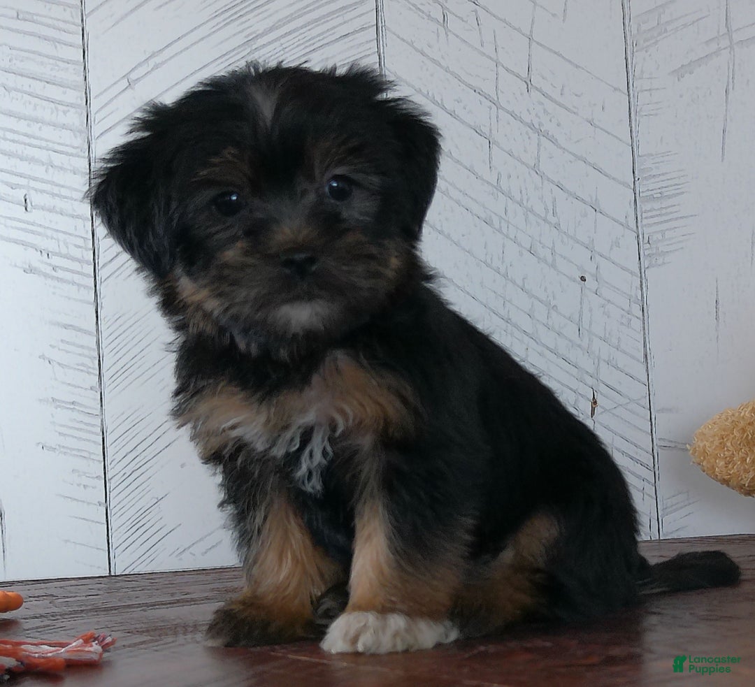 Shih Tzu Boston Terrier Yorkshire Terrier Mix Boshih Dog Breed