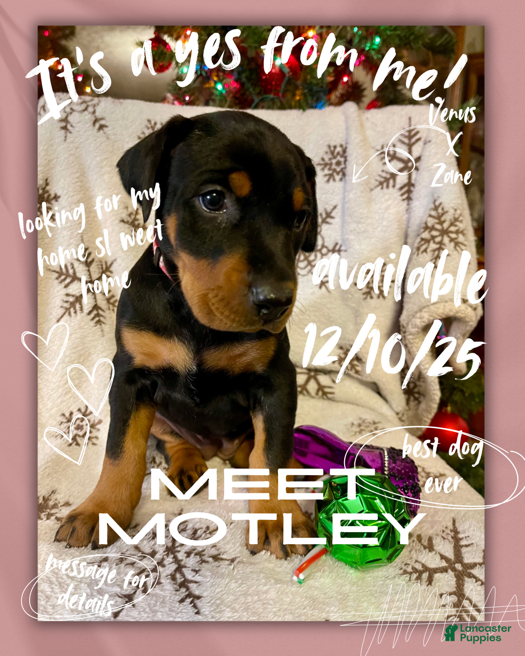 Doberman Pinscher dogs Doberman Pinscher Puppy 5 - Ad 38