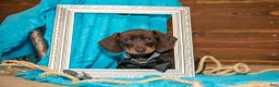 Miniature Dachshund dogs for sale: Brady - Ad 3