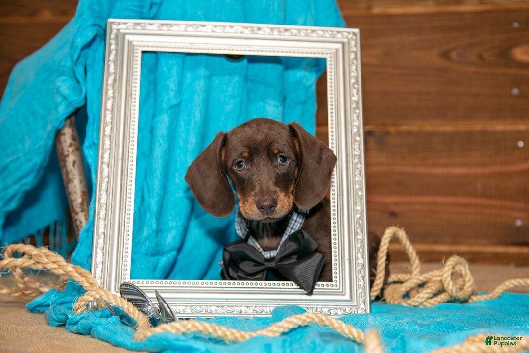 Miniature Dachshund dogs for sale: Brady - Ad 3