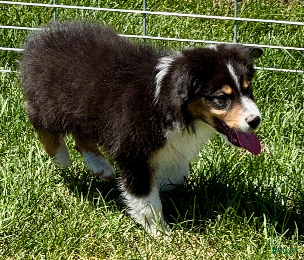 Australian Shepherd dogs Australian Shepherd Male - Ad 41