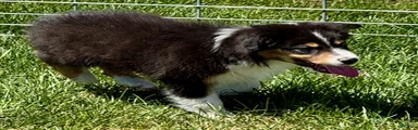 Australian Shepherd Male