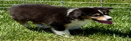 Australian Shepherd dogs for sale: Australian Shepherd Male - Ad 1