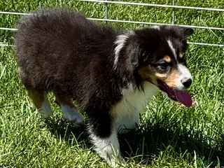 Australian Shepherd dogs Australian Shepherd Male - Ad 41