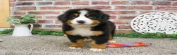 Bernese Mountain Dog dogs for sale: Star - Ad 6