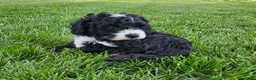 Mini Bernedoodle dogs for sale: Clark - Ad 6