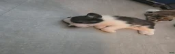 Mixed Breed dogs for sale: Mixed Breed 2 - Ad 4