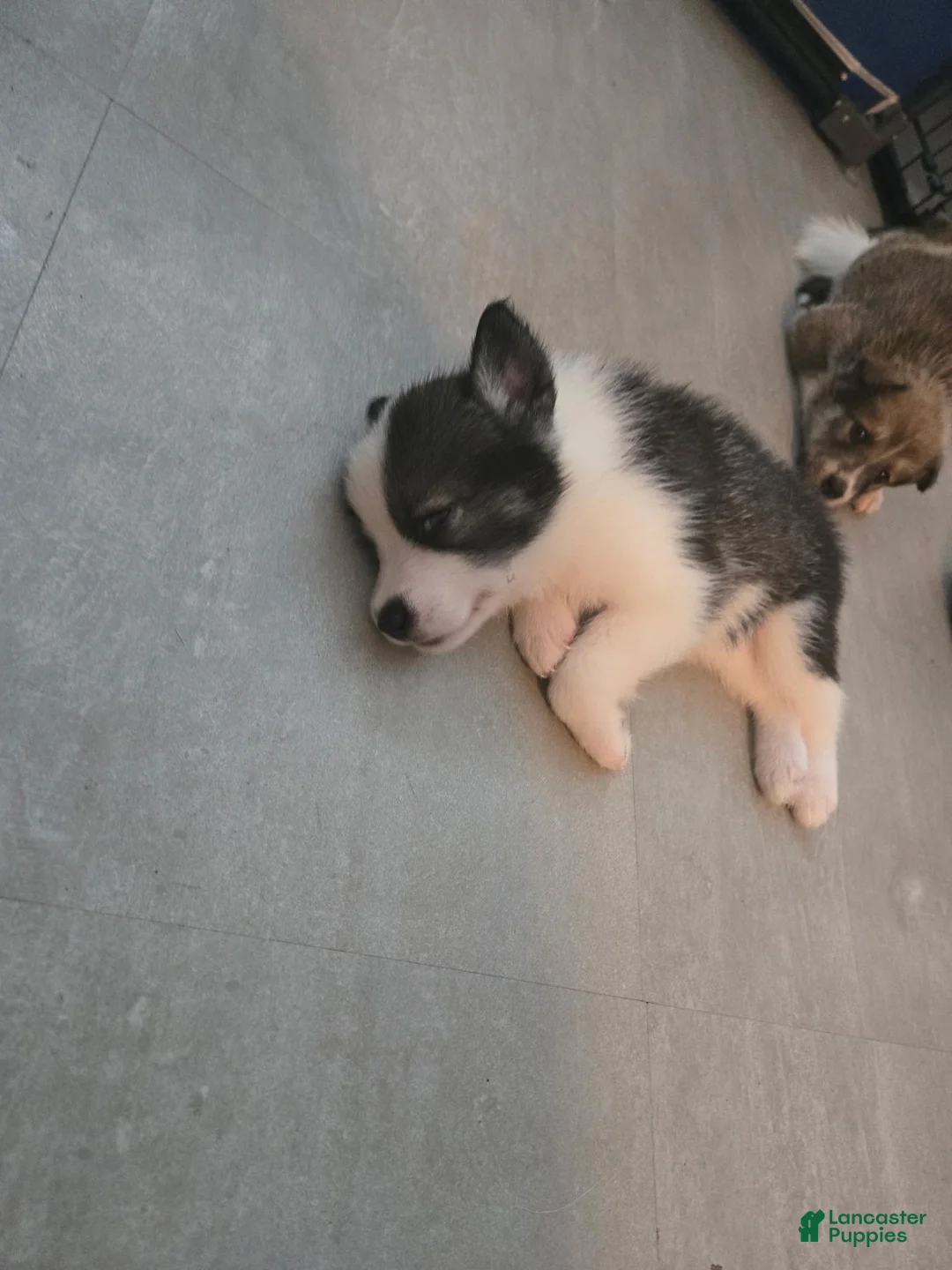 Mixed Breed dogs for sale: Mixed Breed 2 - Ad 4