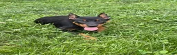 Beauceron dogs for sale: Pink Girl - Ad 6