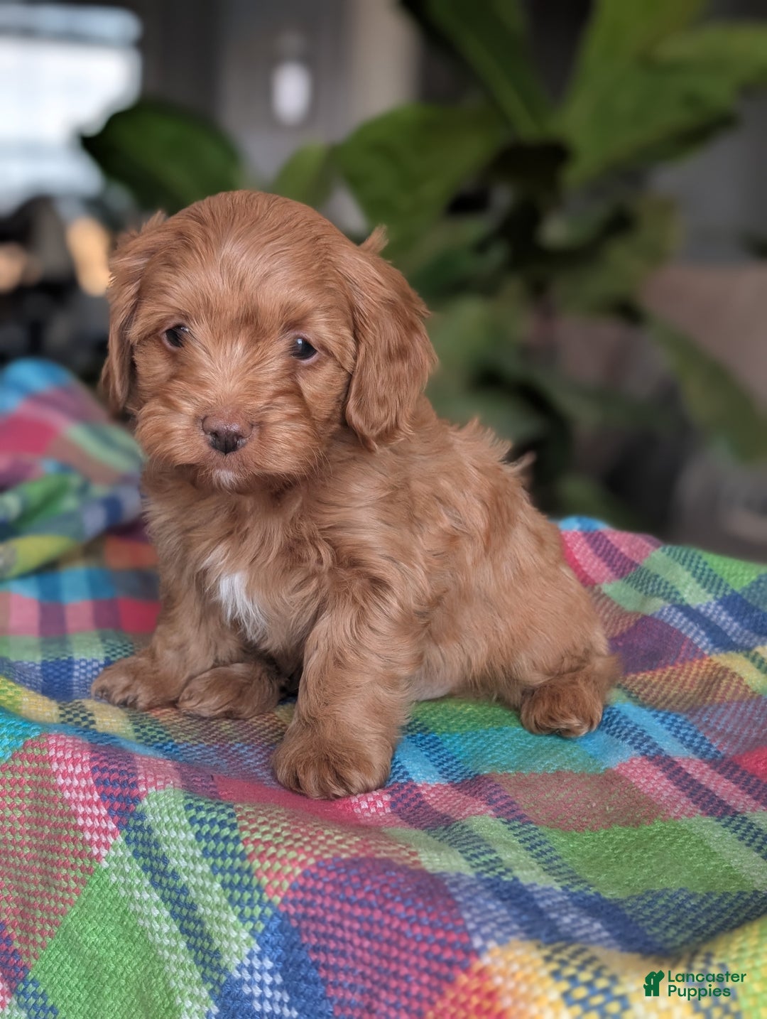 Yorkiepoo dogs for sale: Abby - Ad 1