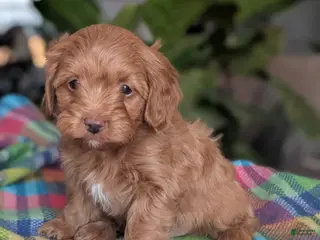 Yorkiepoo dogs Abby - Ad 37