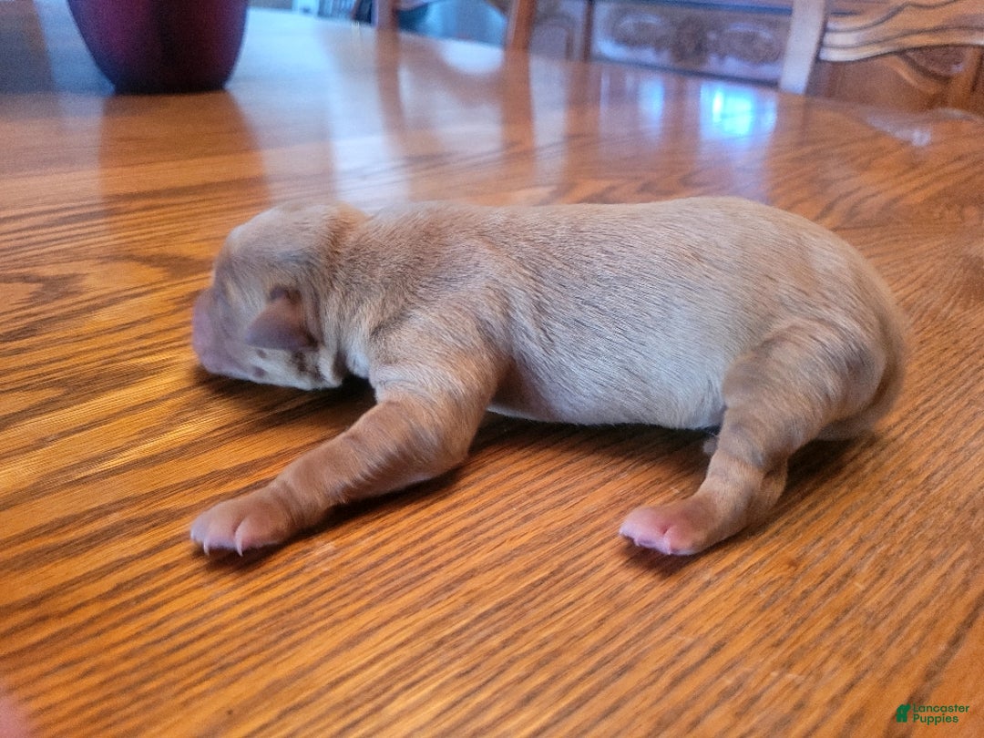 Labrador Retriever dogs for sale: Labrador Retriever Puppy 5 - Ad 1