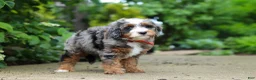 Mini Bernedoodle dogs for sale: Brody - Ad 2