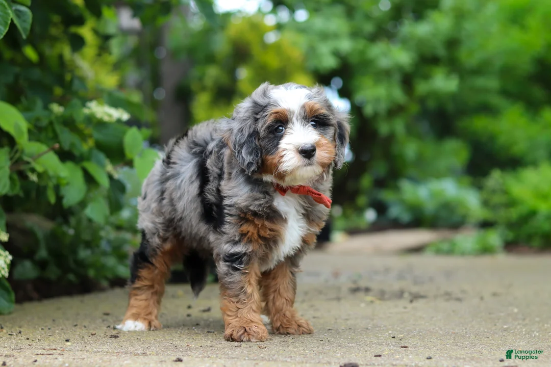 Mini Bernedoodle dogs for sale: Brody - Ad 2