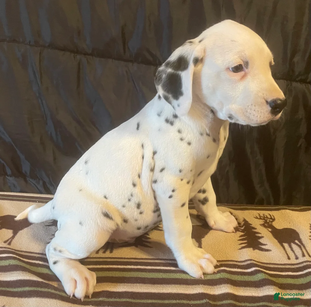 Dalmatian dogs for sale: Pongo - Ad 2