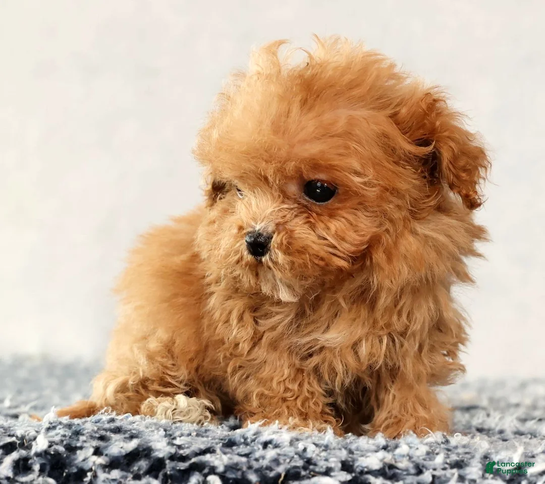 Havapoo dogs for sale: Ulysses - Ad 8