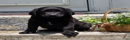 Labradoodle dogs for sale: Inky - Ad 6