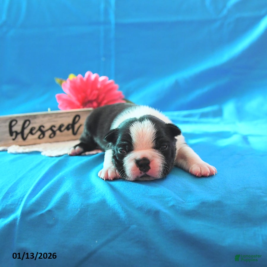 Boston Terrier dogs Roscoe - Ad 21