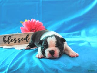 Boston Terrier dogs Roscoe - Ad 21