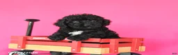 Toy Poodle dogs for sale: Jasmine - Ad 3
