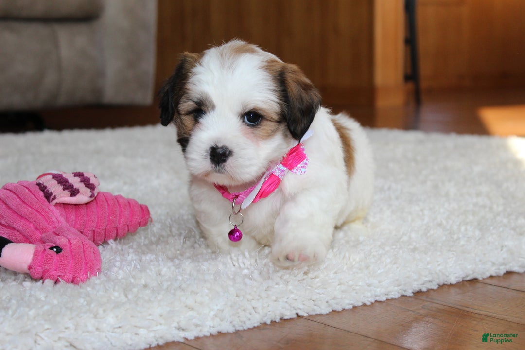 Teddy Bear dogs for sale: Lola - Ad 7