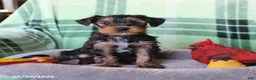 Yorkshire Terrier dogs for sale: Pip  - Ad 1