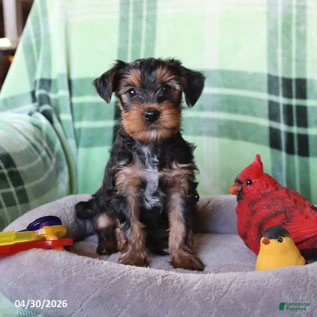 Yorkshire Terrier dogs for sale: Pip  - Ad 1