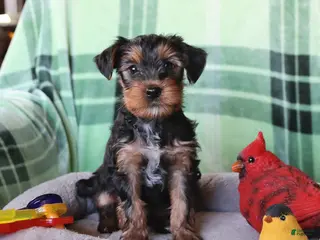 Yorkshire Terrier dogs for sale: Pip - Ad 1