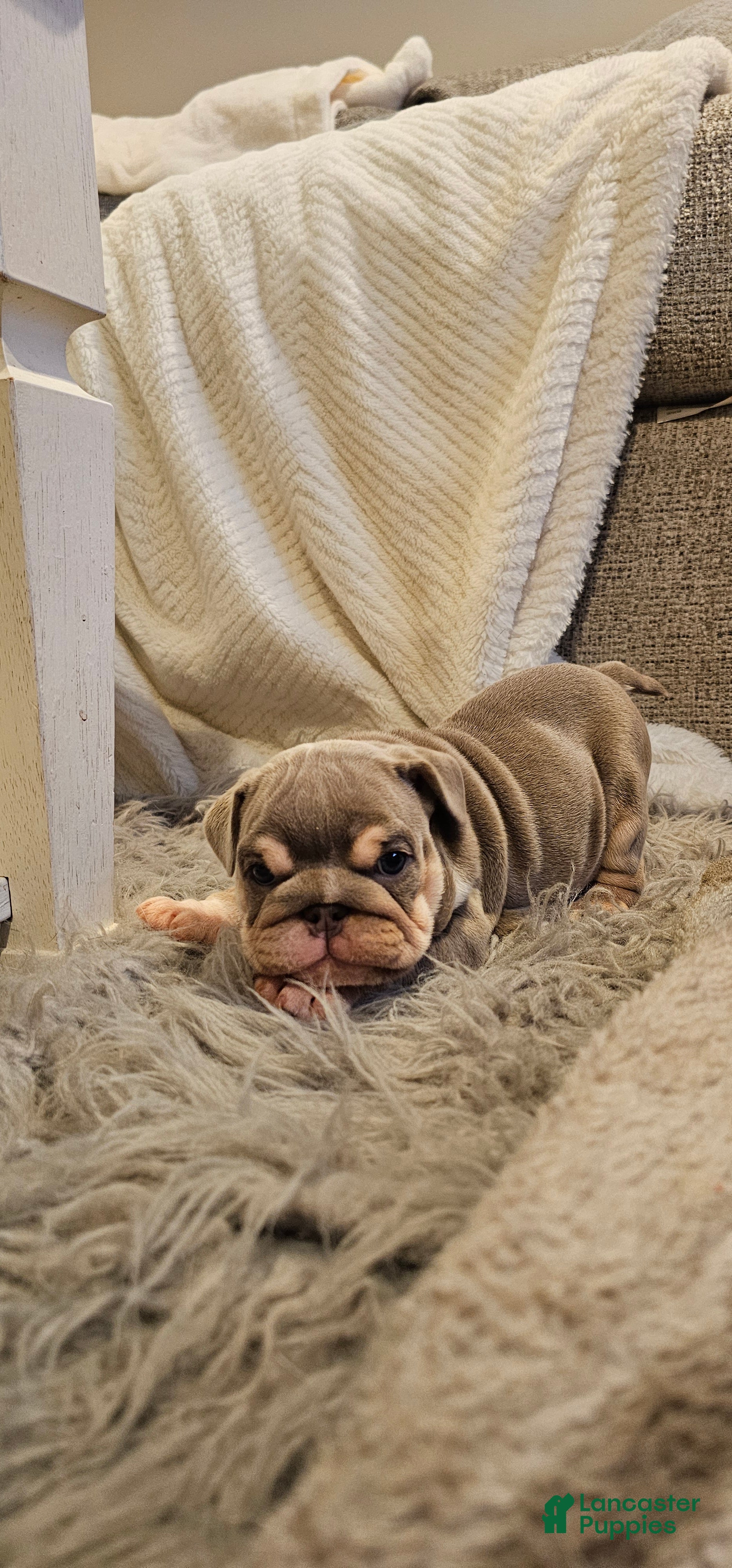 English Bulldog dogs for sale: English Bulldog 1 - Ad 2