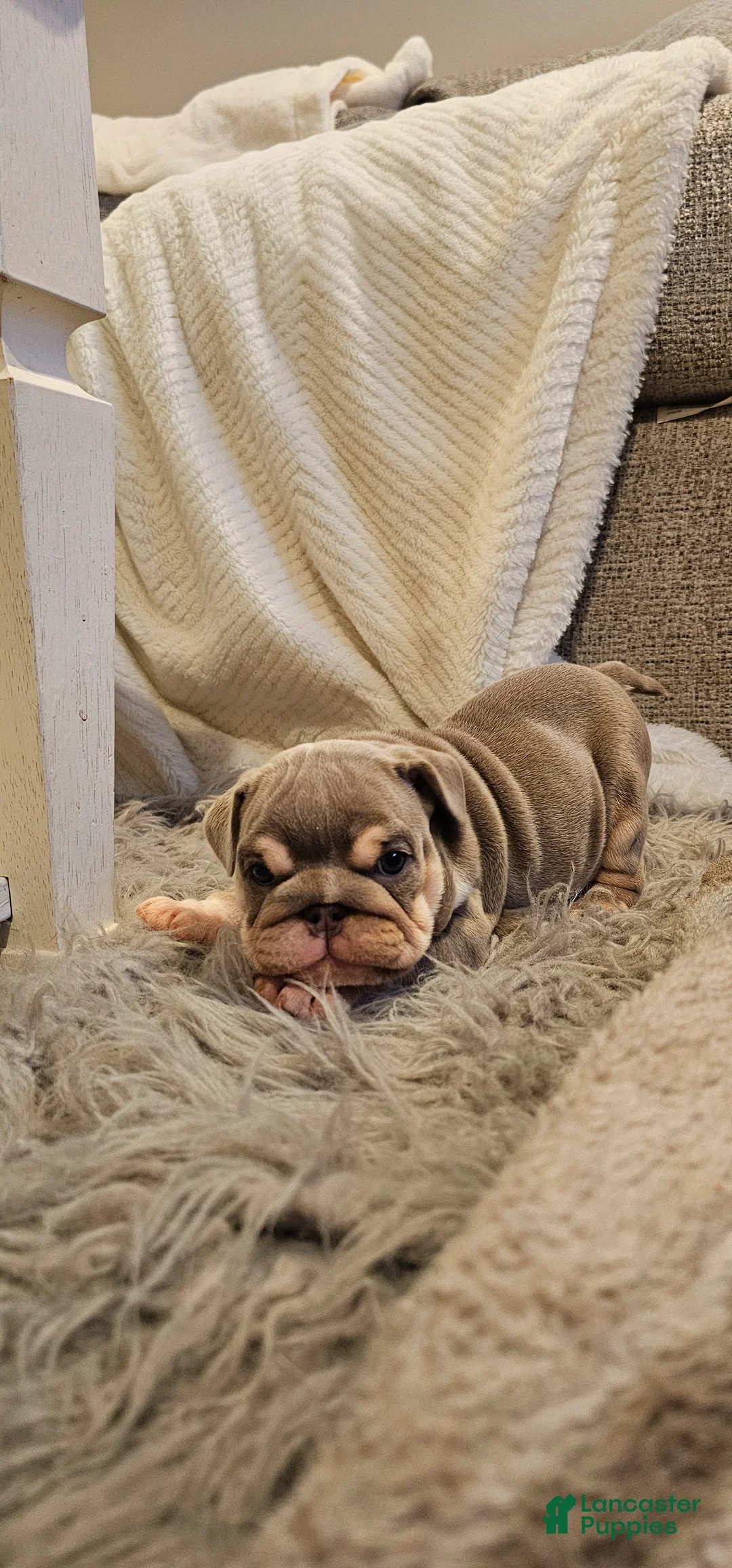 English Bulldog dogs for sale: English Bulldog 1 - Ad 1