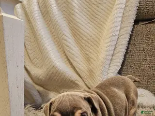 English Bulldog dogs for sale: English Bulldog 1 - Ad 2