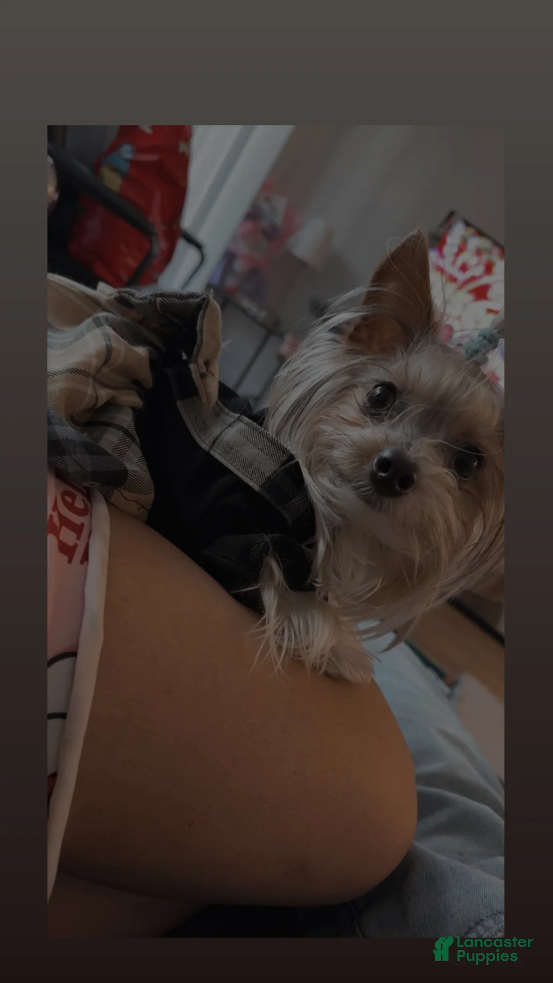Yorkshire Terrier dogs for sale: Yorkshire Terrier Puppy 1 - Ad 2