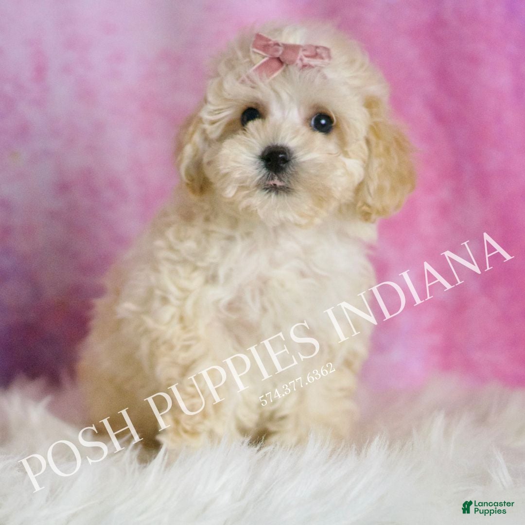Maltipoo dogs for sale: Tutu - Ad 1