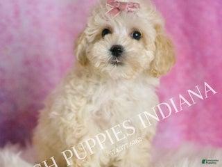 Maltipoo dogs Tutu - Ad 24