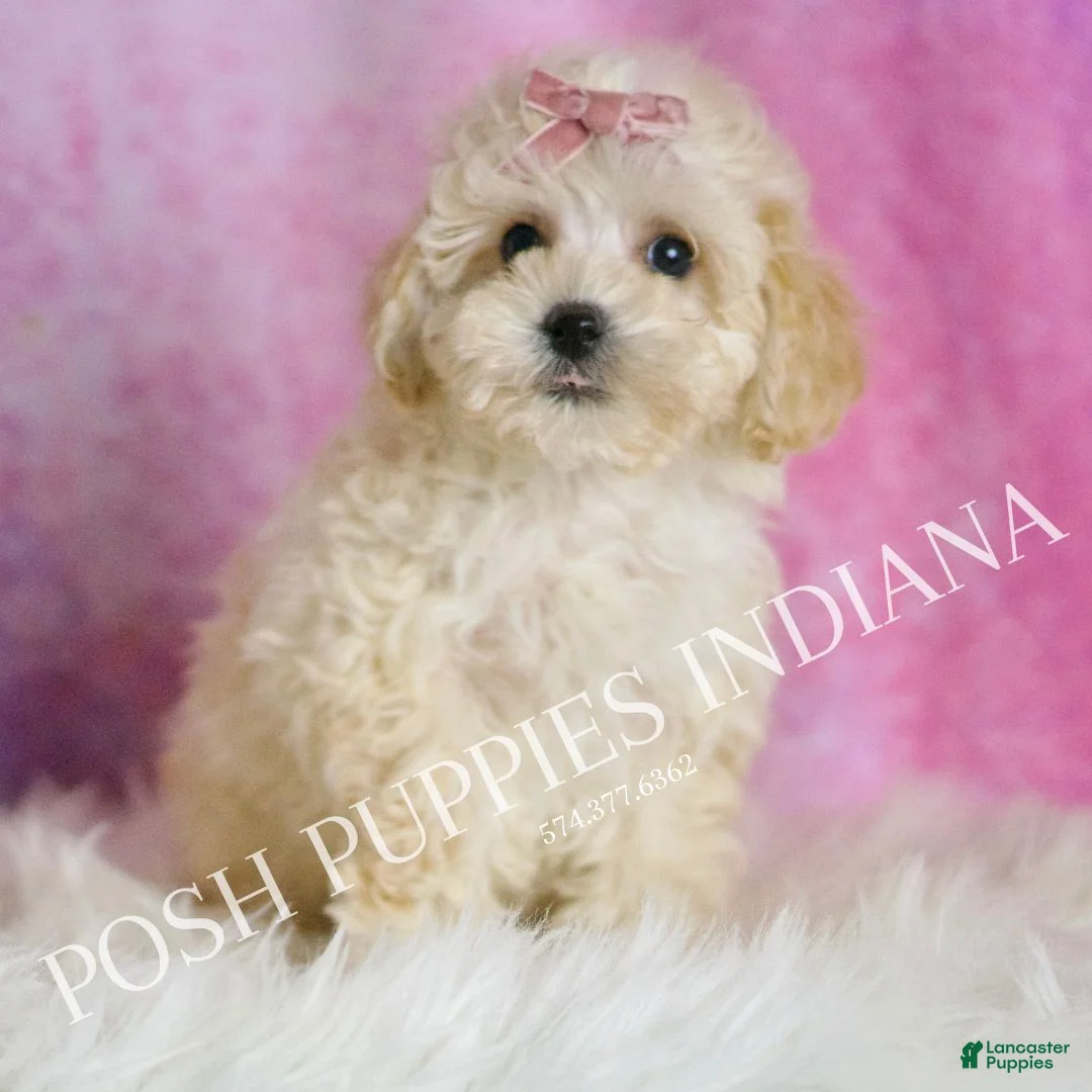 Maltipoo dogs for sale: Tutu - Ad 1