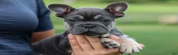 French Bulldog dogs for sale: Edison - Ad 10