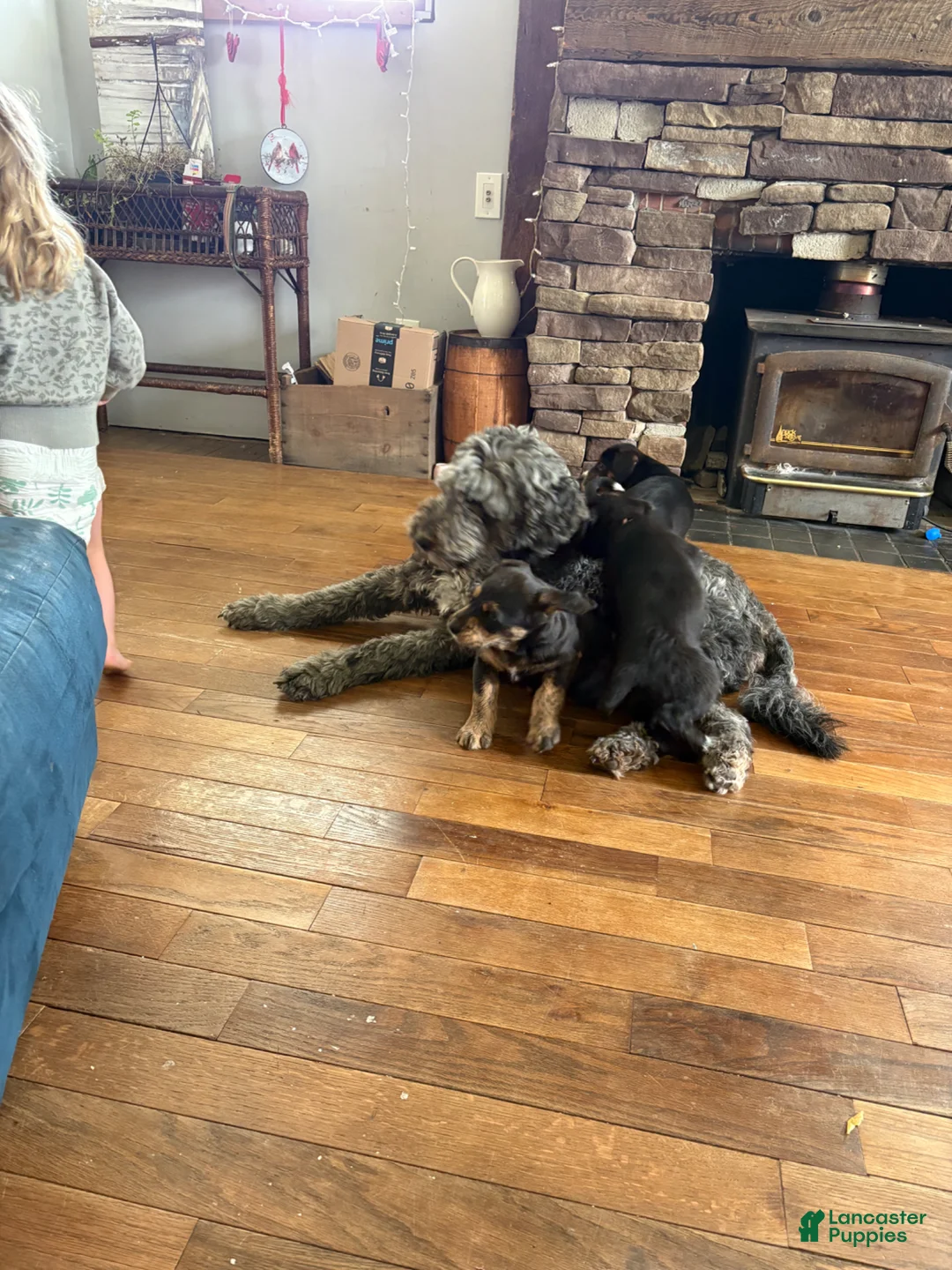 Mixed Breed dogs for sale: Amour - Ad 2