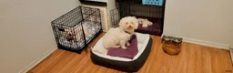 Bichon Frise dogs for sale: Bichon Frise 1 - Ad 17