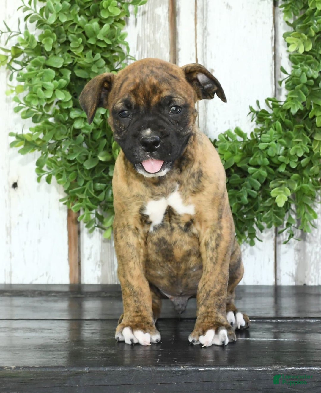 Gallery Image {{count}}