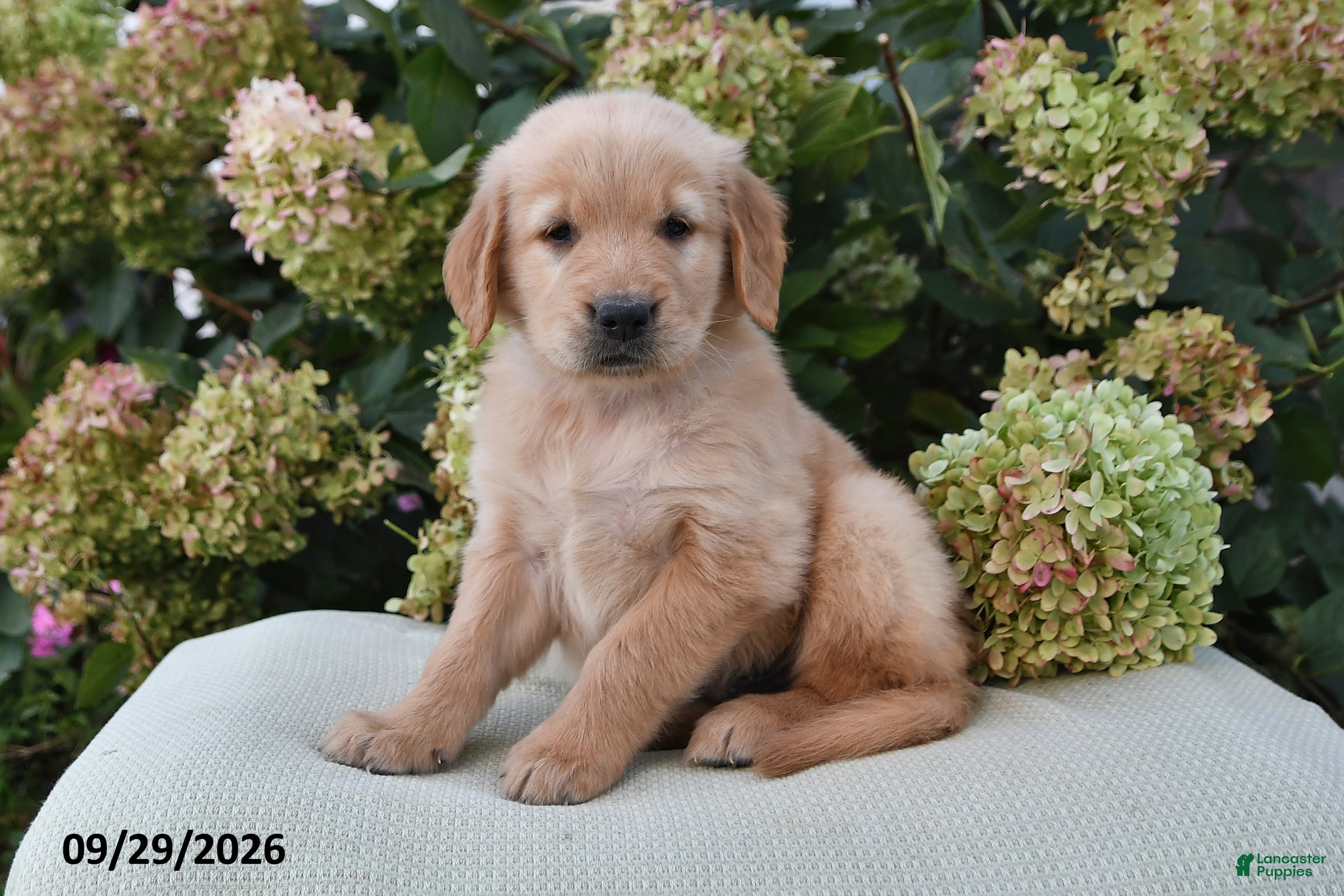 Golden Retriever dogs Lincoln - Ad 1