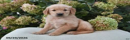 Golden Retriever dogs for sale: Lincoln - Ad 1