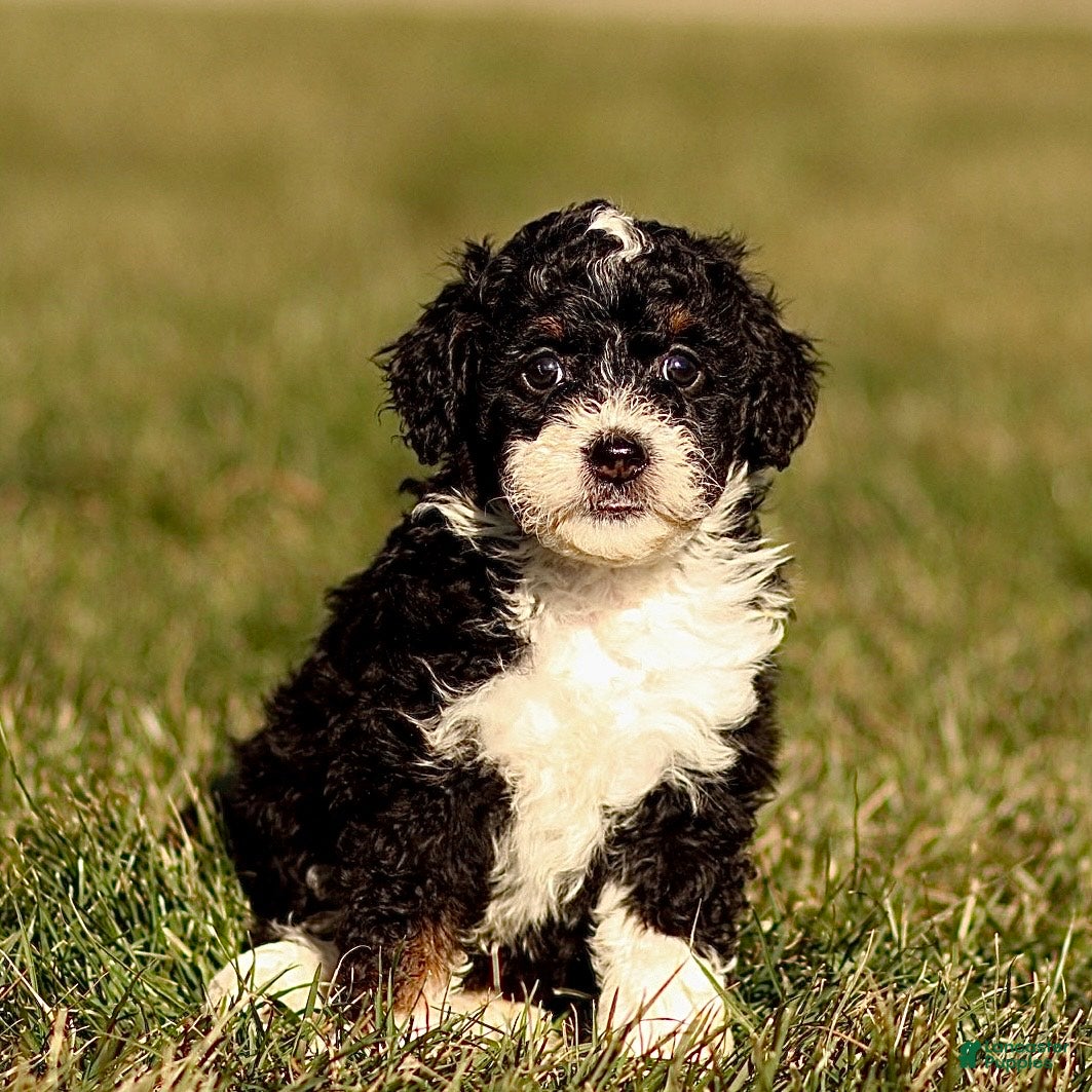 Mini Bernedoodle dogs Hailey - Ad 17