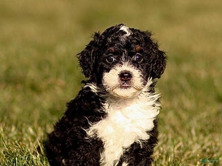 Mini Bernedoodle dogs Hailey - Ad 21