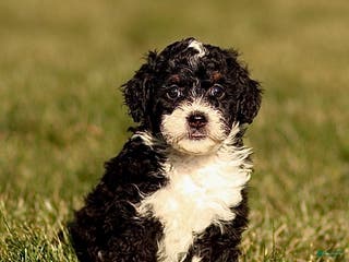 Mini Bernedoodle dogs Hailey - Ad 27