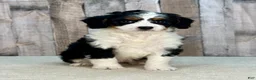 Mini Bernedoodle dogs for sale: Poppy - Ad 1