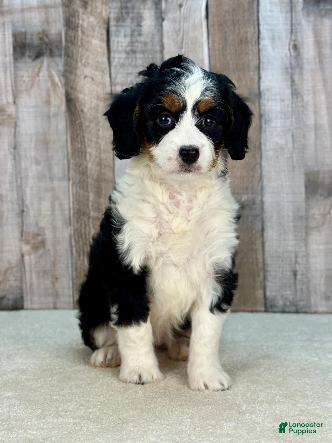 Mini Bernedoodle dogs for sale: Poppy - Ad 1