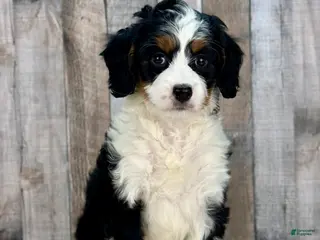 Mini Bernedoodle dogs for sale: Poppy - Ad 1