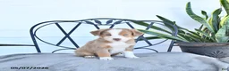 Australian Shepherd dogs for sale: Alex - Ad 2