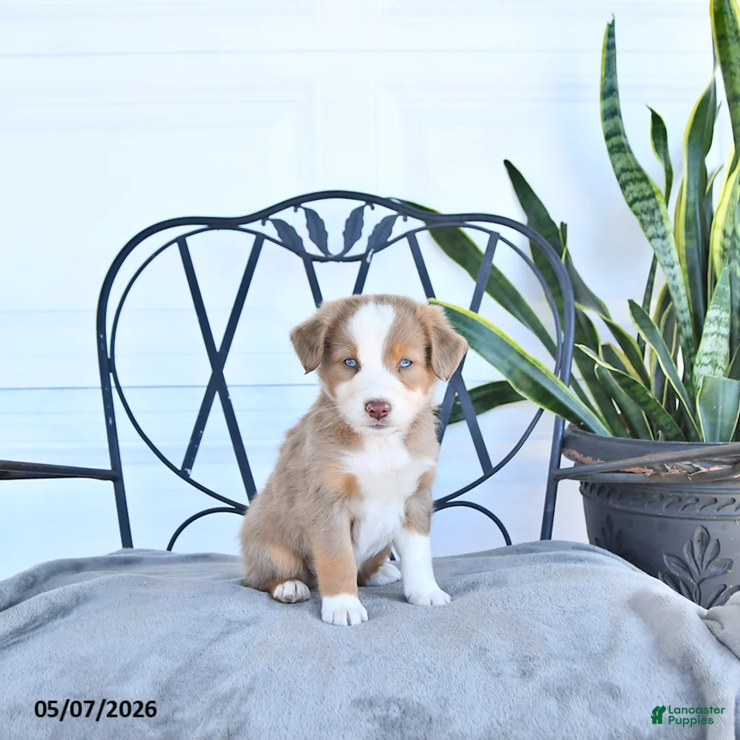 Australian Shepherd dogs for sale: Alex - Ad 2