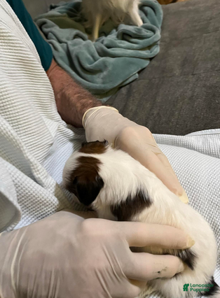 Papillon dogs Bubba - Ad 2